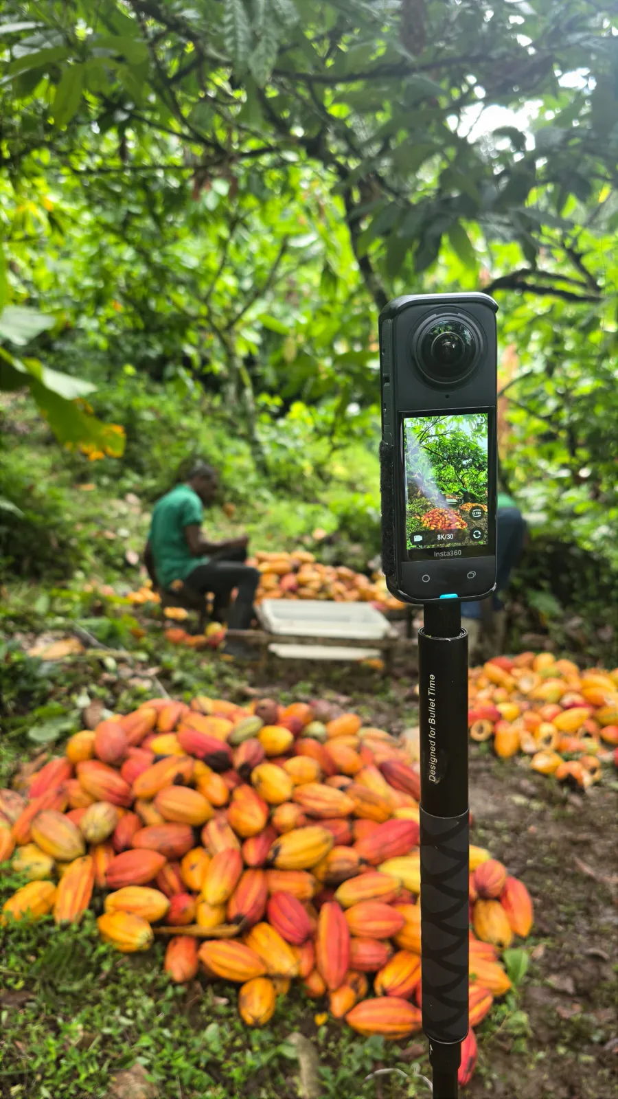 Câmera 360° gravando em 8K no meio de uma plantação de cacau